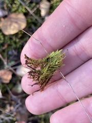 Aulacomnium palustre