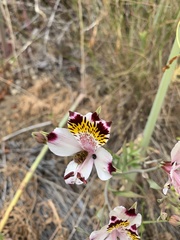 Alstroemeria pulchra