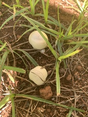 Panaeolus cyanescens