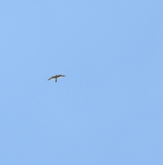 Accipiter