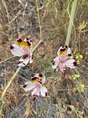 Alstroemeria pulchra