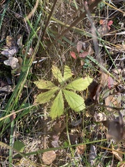 Sanicula marilandica