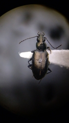 Bembidion recticolle