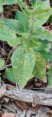 Ruellia drummondiana