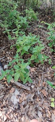 Ruellia drummondiana