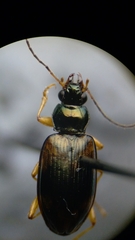 Bembidion corgenoma