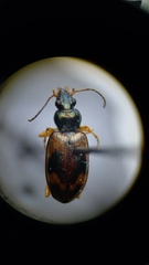 Bembidion corgenoma