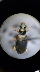 Bembidion corgenoma