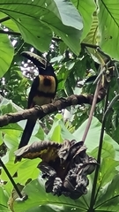 Pteroglossus torquatus