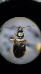 Bembidion corgenoma