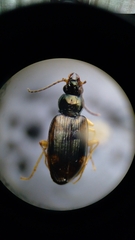Bembidion corgenoma