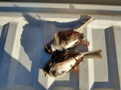 Zonotrichia albicollis