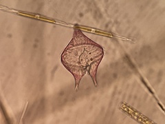 Protoperidinium
