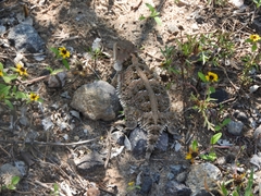 Phrynosoma orbiculare