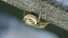Xysticus
