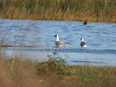 Chroicocephalus maculipennis