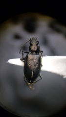 Bembidion recticolle