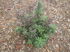 Artemisia montana