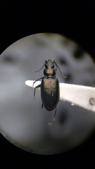 Bembidion recticolle