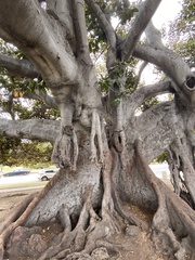 Ficus benghalensis