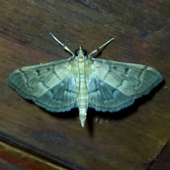 Herpetogramma theseusalis