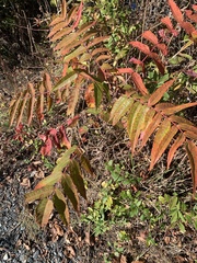 Rhus