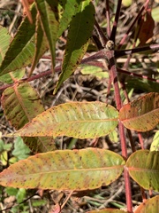Rhus