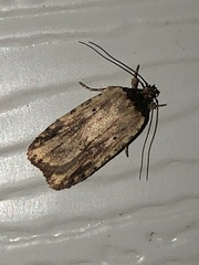 Agonopterix atrodorsella