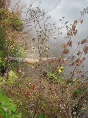 Picris japonica kamtschatica