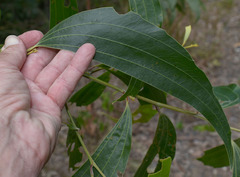 Acacia flavescens