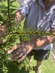 Podocarpus totara
