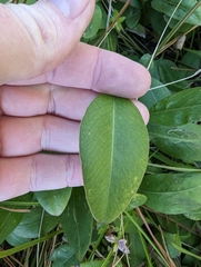 Euphorbia ipecacuanhae