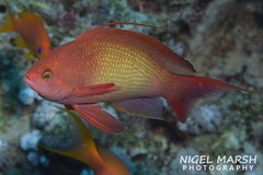Pseudanthias squamipinnis
