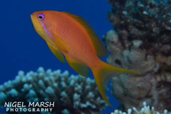 Pseudanthias squamipinnis
