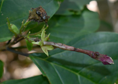 Clerodendrum longiflorum glabrum