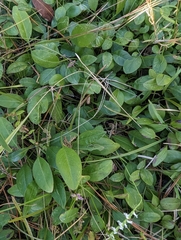 Euphorbia ipecacuanhae