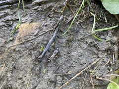 Forficula auricularia