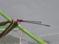 Pseudagrion pilidorsum