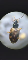 Bembidion corgenoma