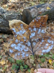 Erysiphe liriodendri