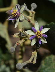 Trichospermum pleiostigma