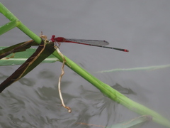Pseudagrion pilidorsum