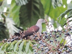 Ducula badia