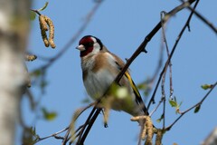Carduelis carduelis britannica