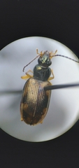 Bembidion corgenoma