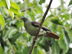 Treron curvirostra