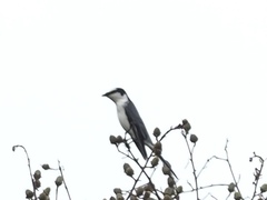 Pericrocotus divaricatus