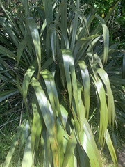 Phormium cookianum