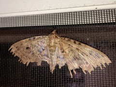 Speiredonia spectans