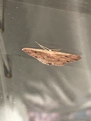 Cyclophora myrtaria